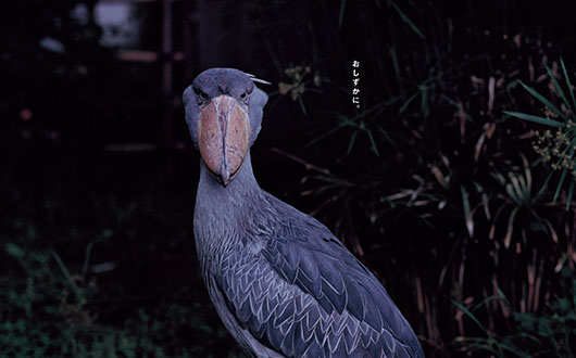 上野動物園「真夏の夜の動物園」のポスターを制作